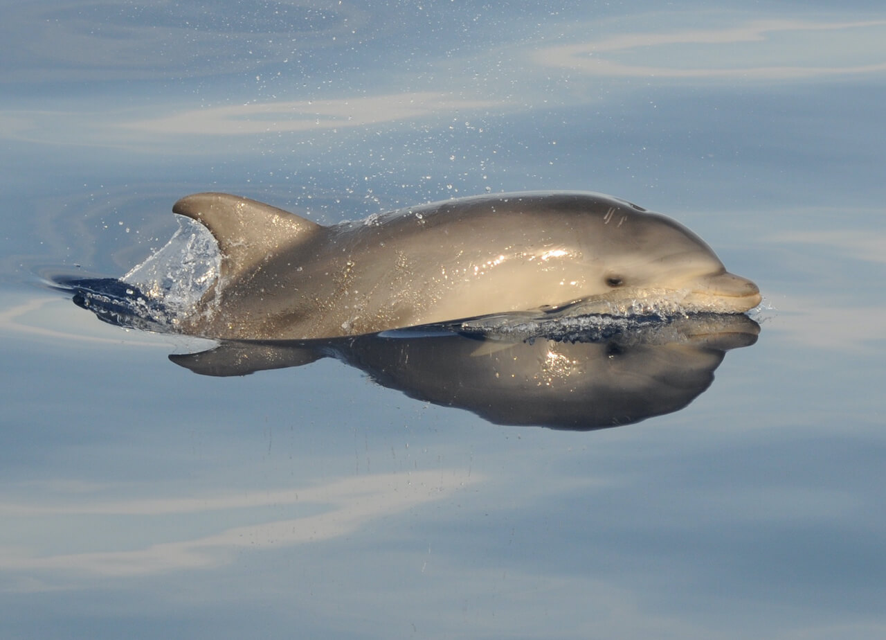 Sunrise with Dolphins